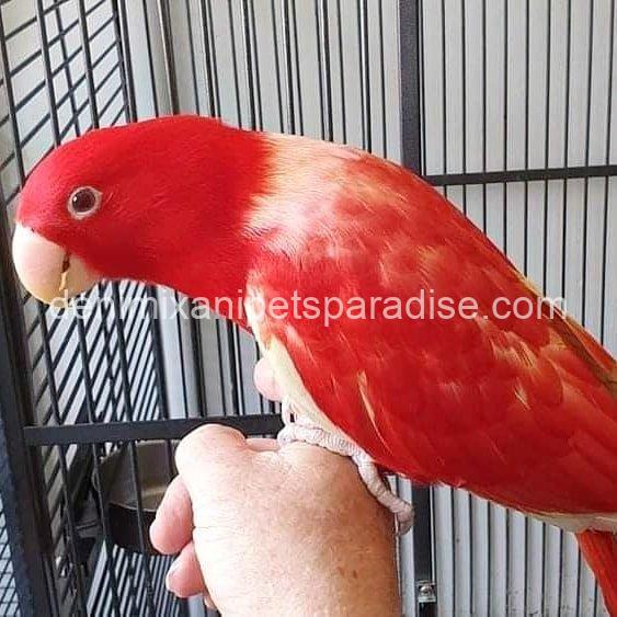 Beautiful Eclectus parrot baby 3 Beautiful Eclectus parrot baby - Image 3