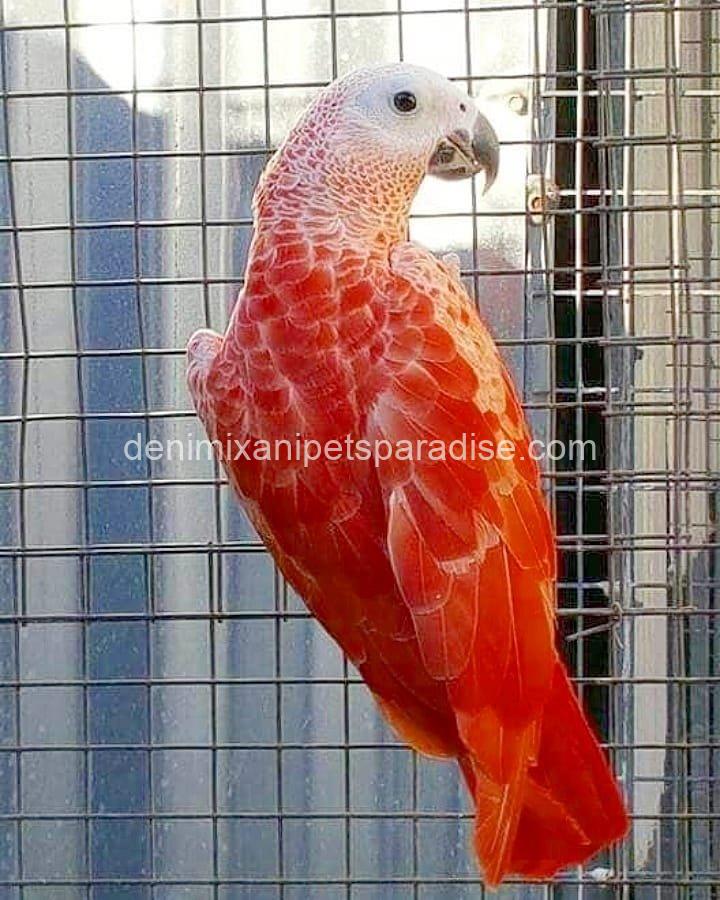 Red Factor African Grey parrot 2 Red Factor African Grey parrot - Image 2