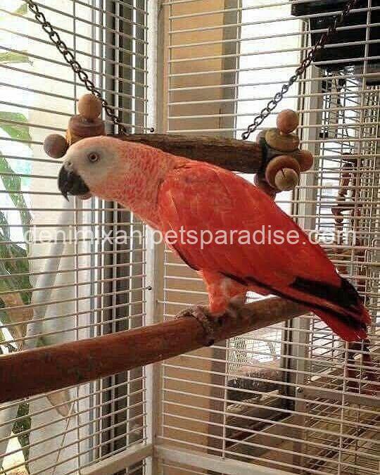 Red Factor African Grey parrot 3 Red Factor African Grey parrot - Image 3