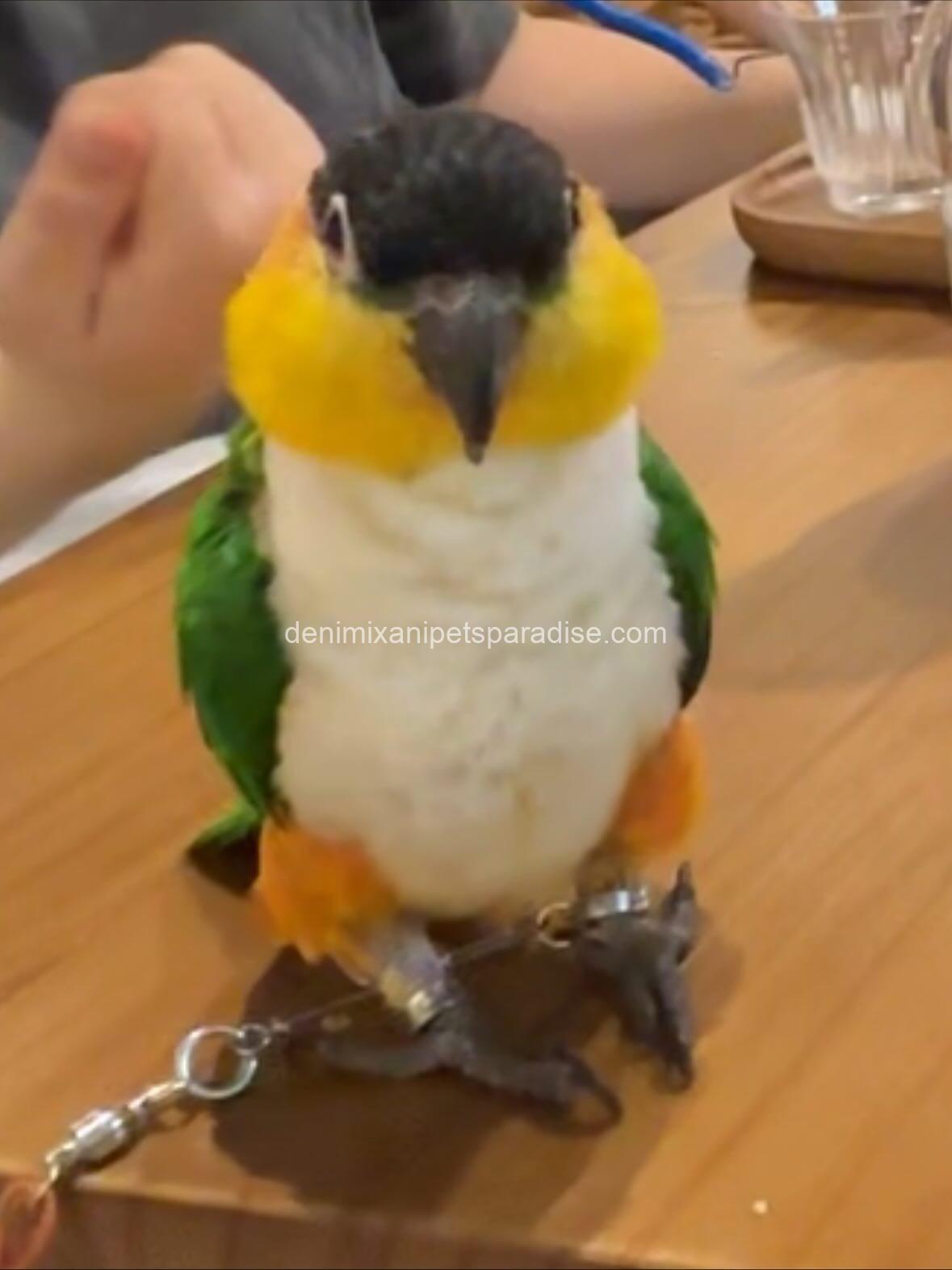 Caique parrot π¦ baby for adoption 3 Caique parrot π¦ baby for adoption - Image 3