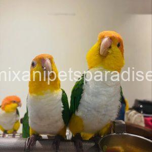 Caique parrot 🦜 baby for adoption