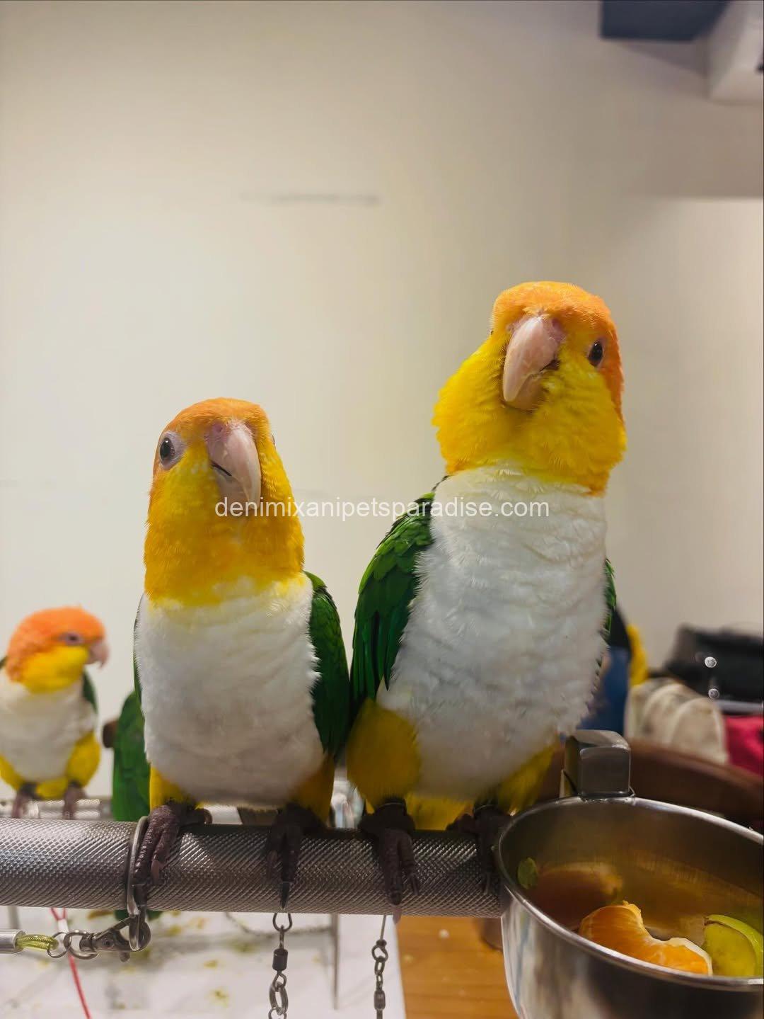 Caique parrot π¦ baby for adoption 1 Caique parrot π¦ baby for adoption