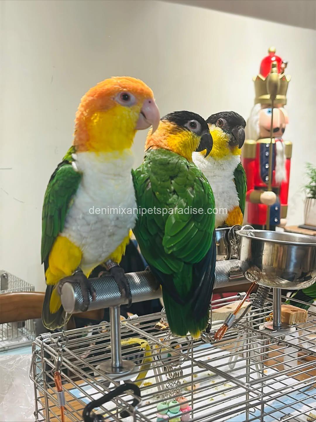 Caique parrot π¦ baby for adoption 4 Caique parrot π¦ baby for adoption - Image 4