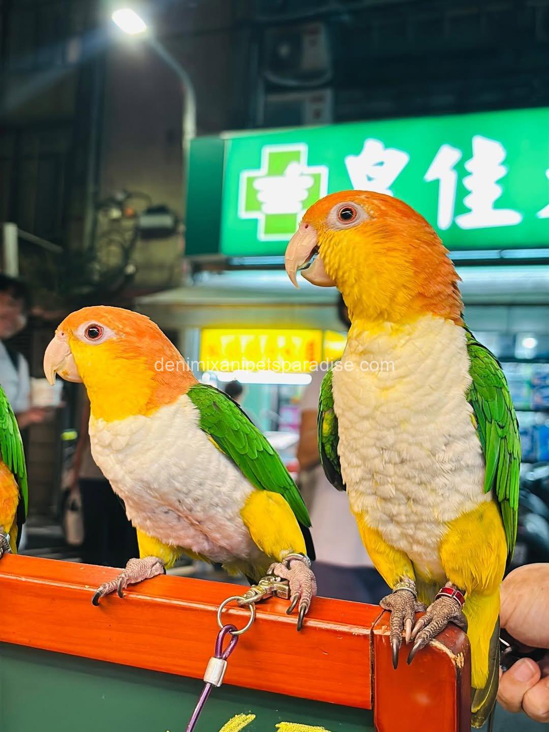 Caique parrot π¦ baby for adoption 2 Caique parrot π¦ baby for adoption - Image 2