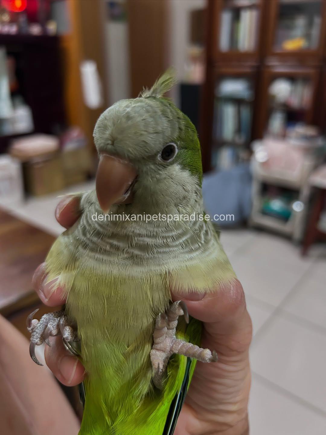 Quaker parrot Baby 3 Quaker parrot Baby - Image 3