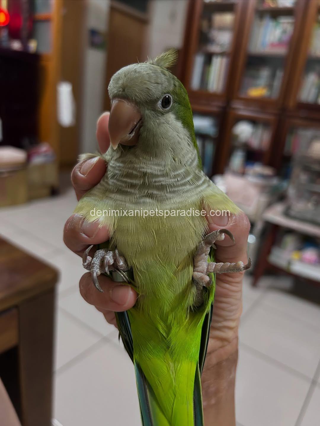 Quaker parrot Baby 4 Quaker parrot Baby - Image 4