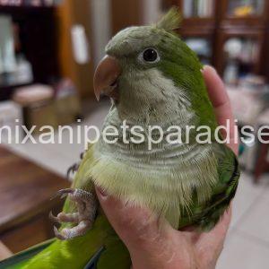 Quaker parrot Baby