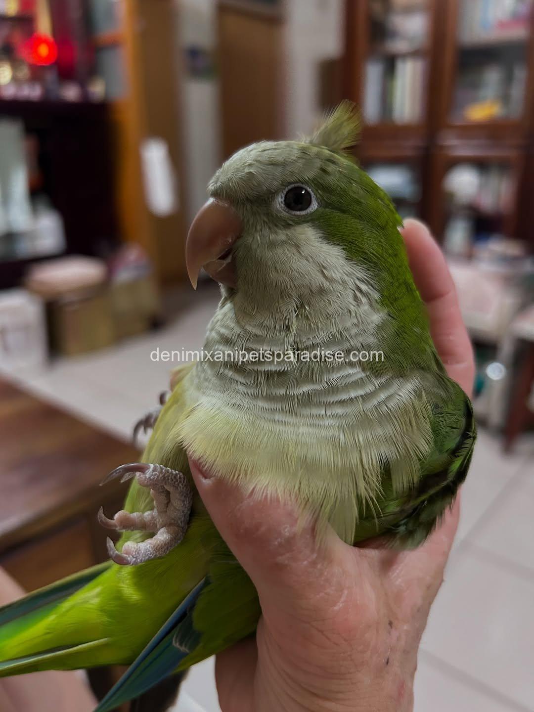 Quaker parrot Baby 1 Quaker parrot Baby