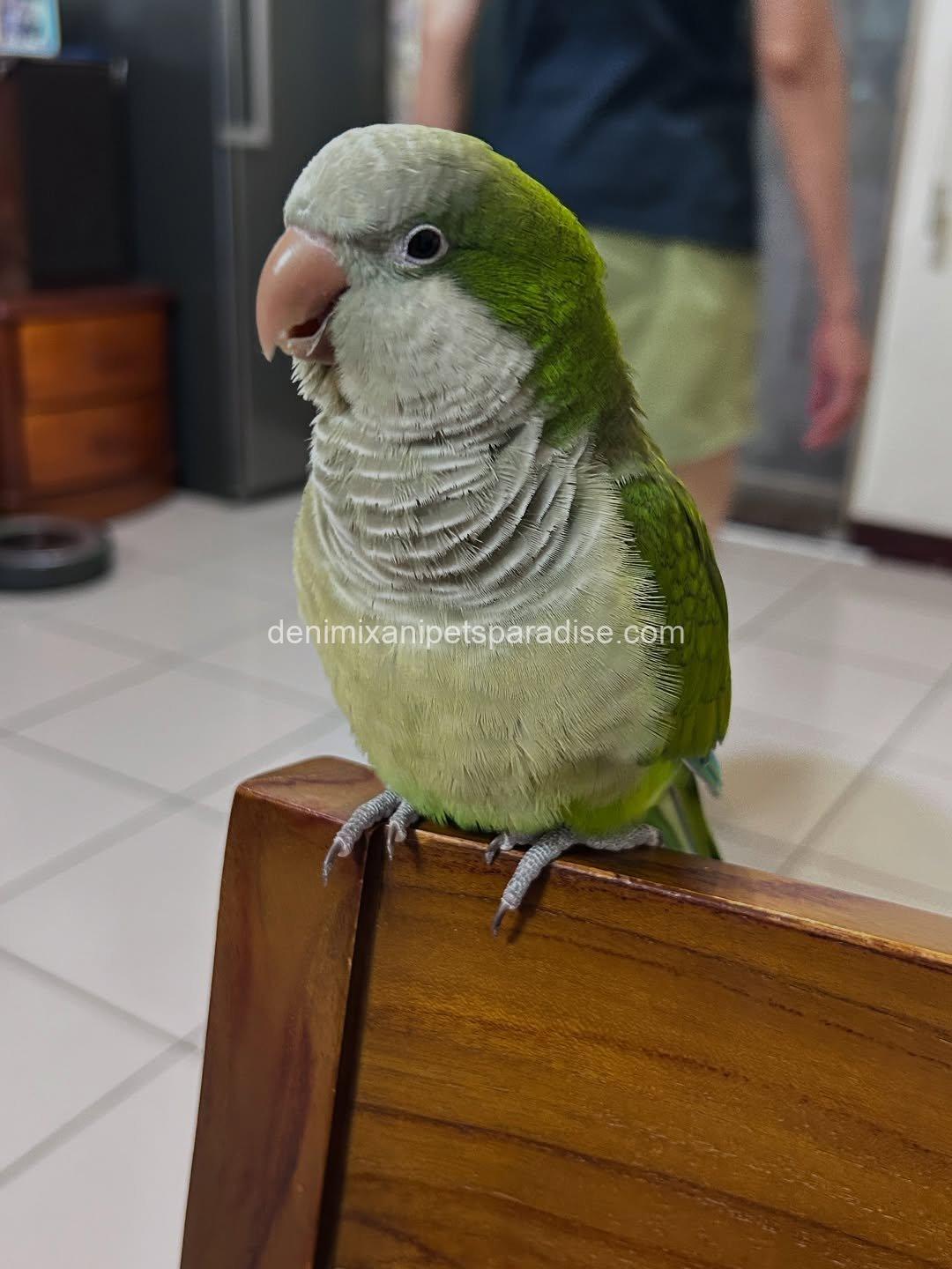 Quaker parrot Baby 7 Quaker parrot Baby - Image 7