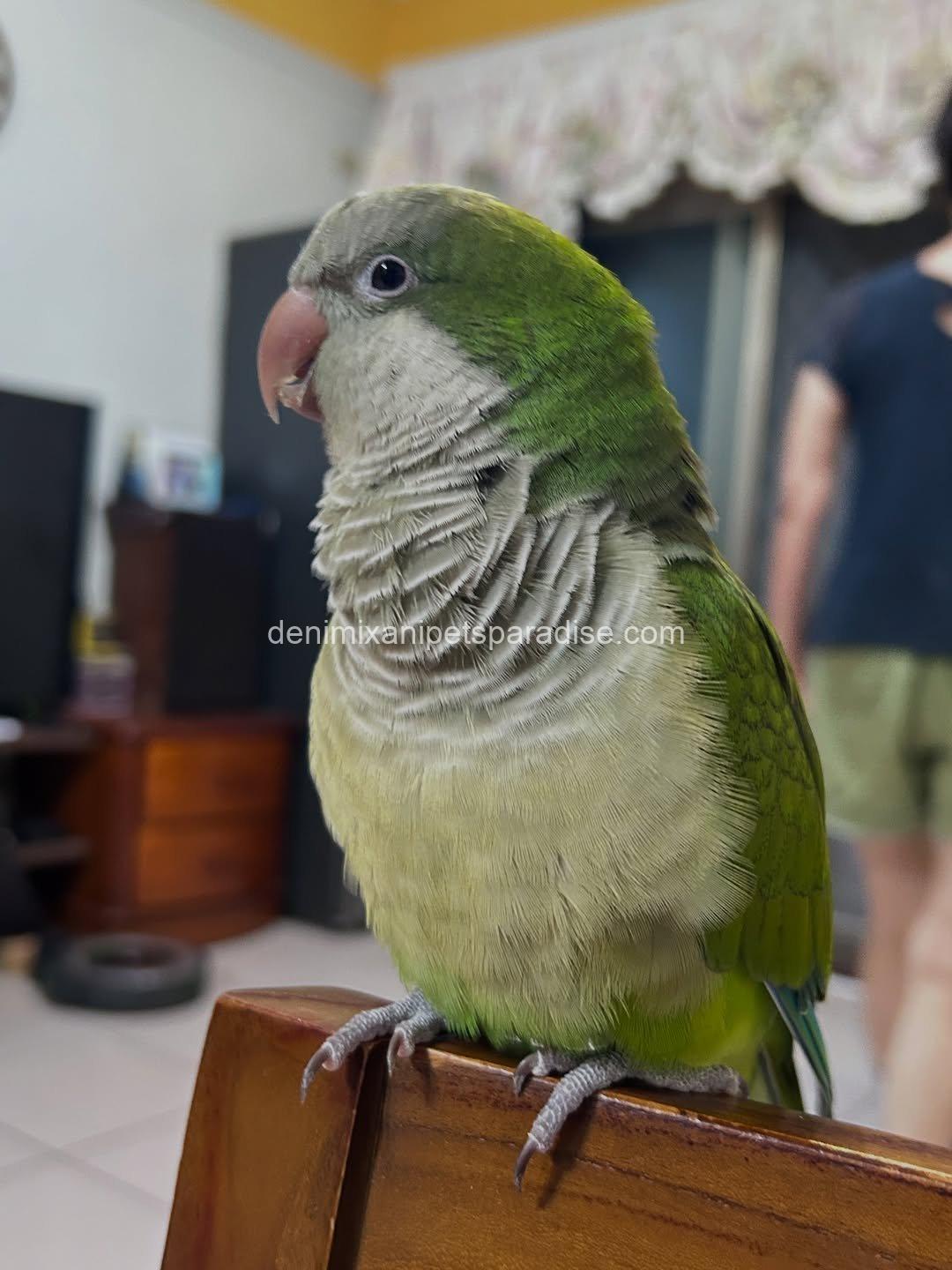 Quaker parrot Baby 6 Quaker parrot Baby - Image 6