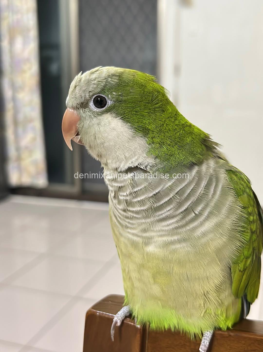 Quaker parrot Baby 2 Quaker parrot Baby - Image 2