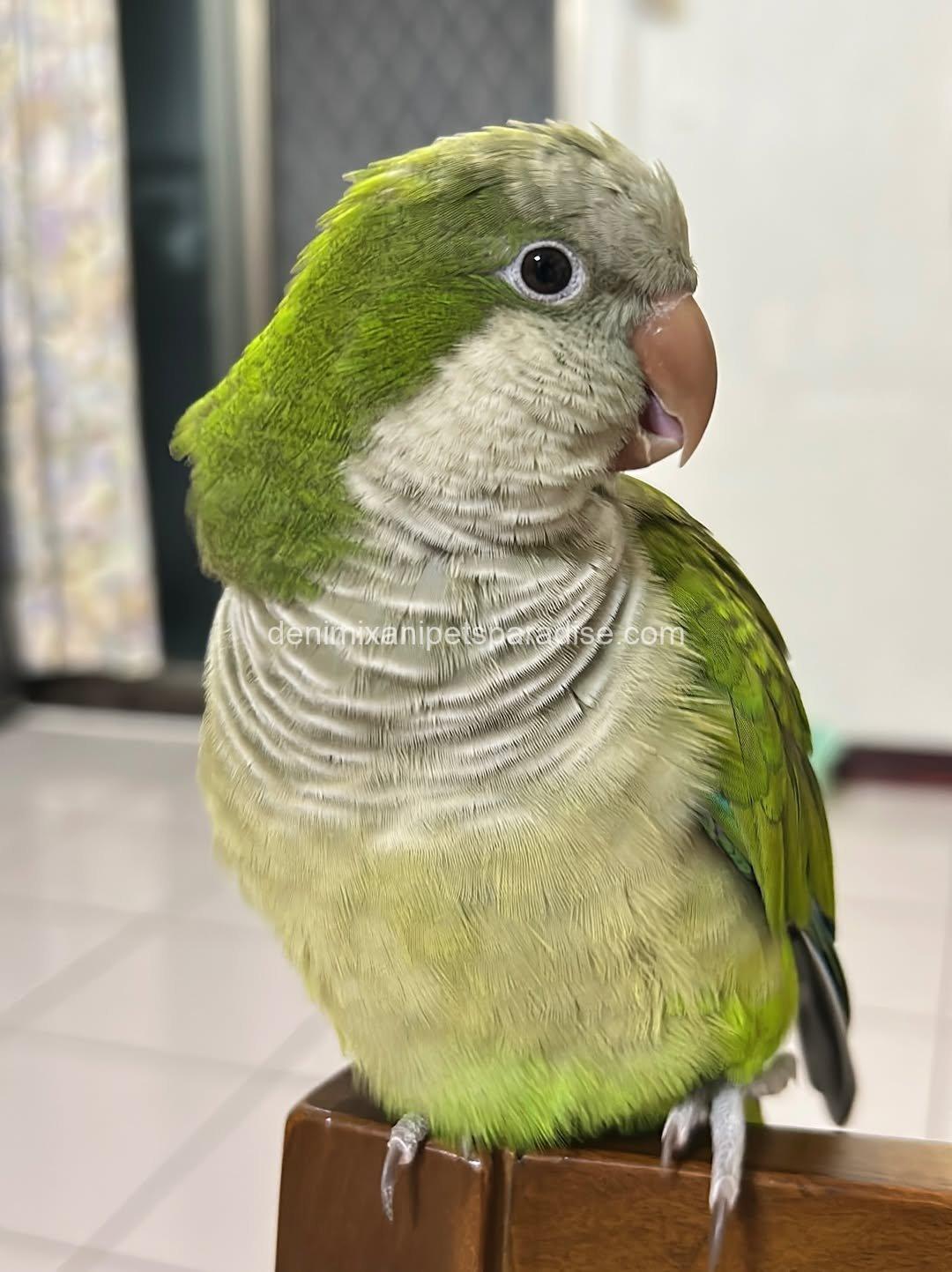 Quaker parrot Baby 5 Quaker parrot Baby - Image 5