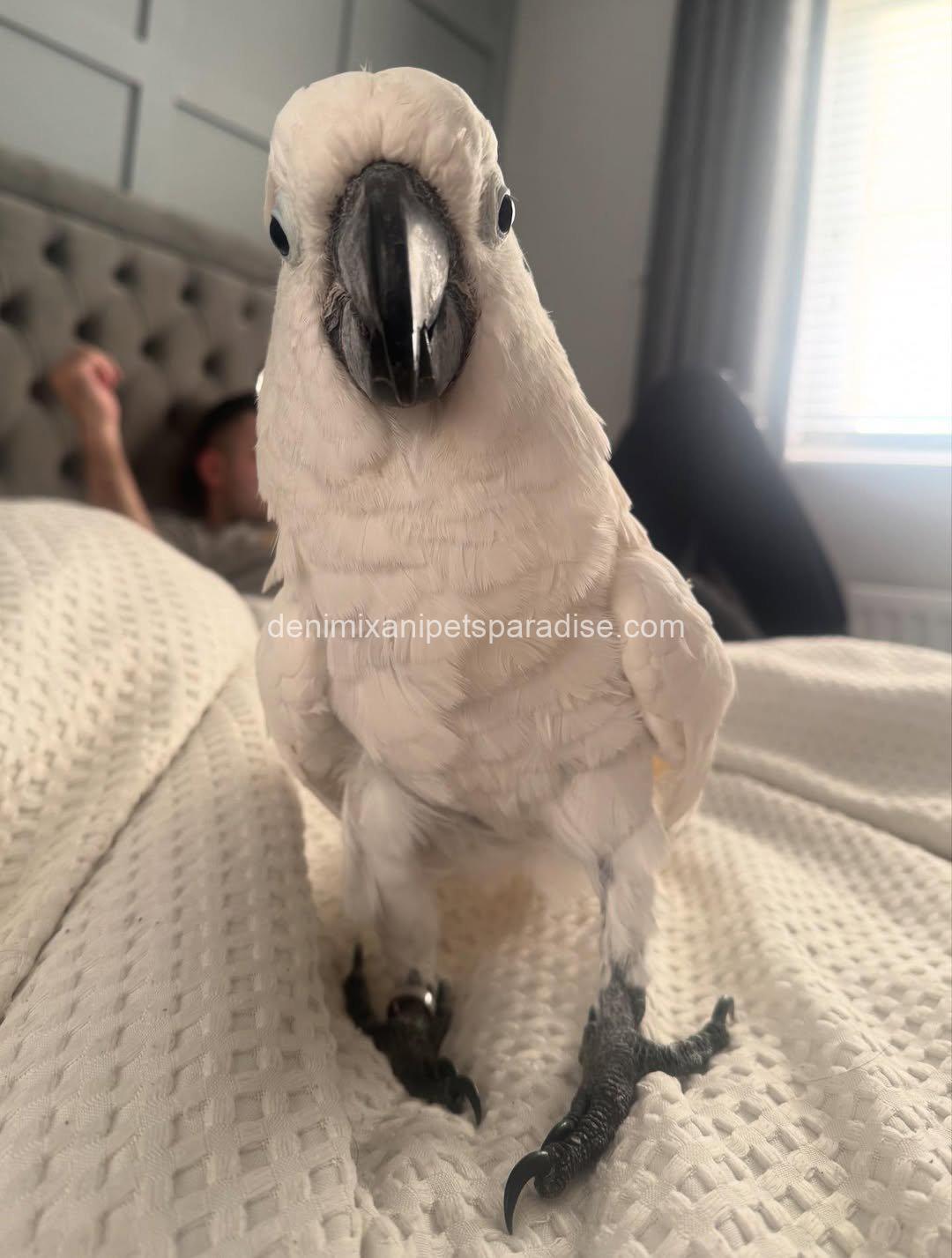 Beautiful cockatoo parrot Baby 8 Beautiful cockatoo parrot Baby - Image 8