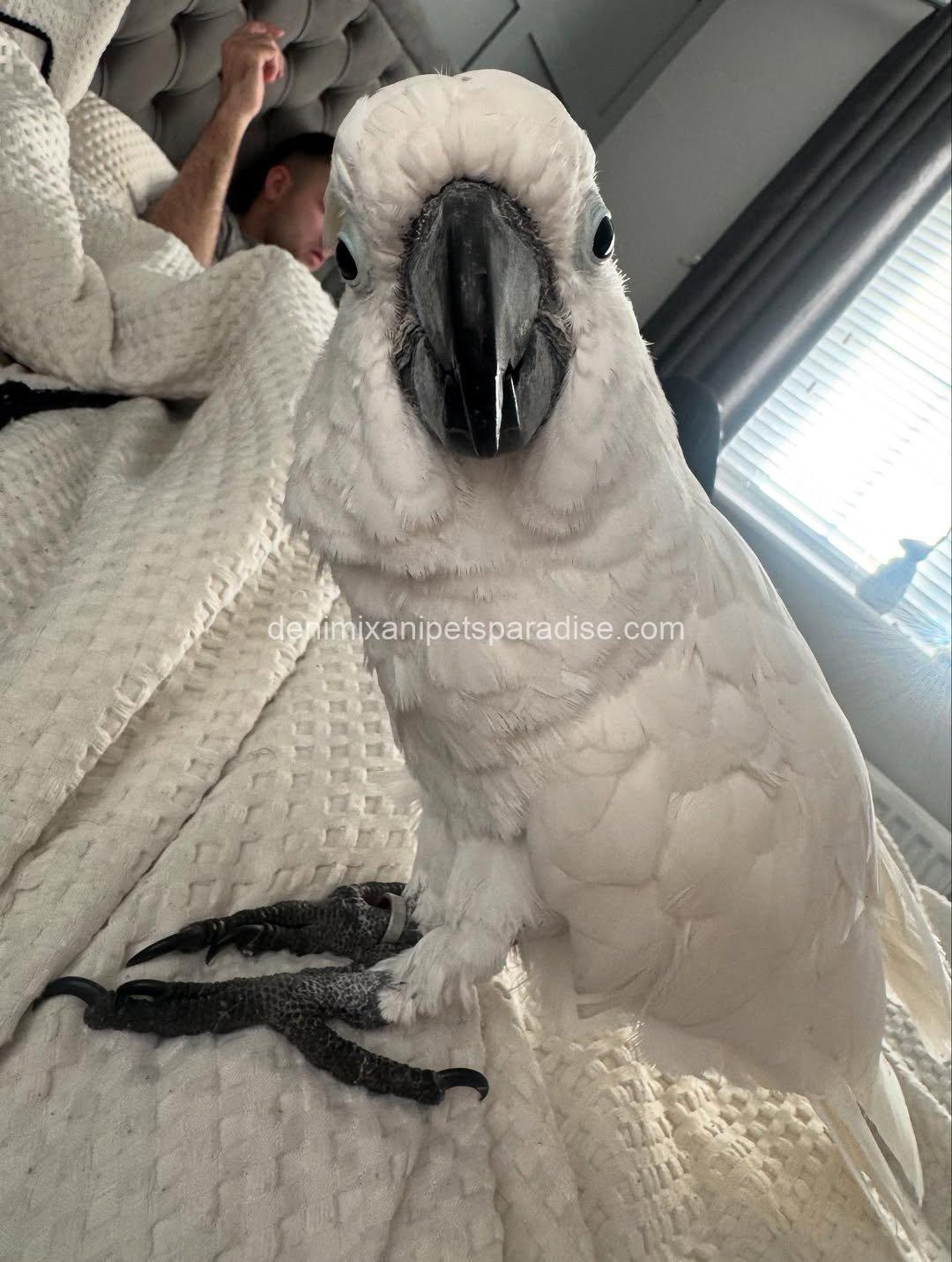 Beautiful cockatoo parrot Baby 6 Beautiful cockatoo parrot Baby - Image 6
