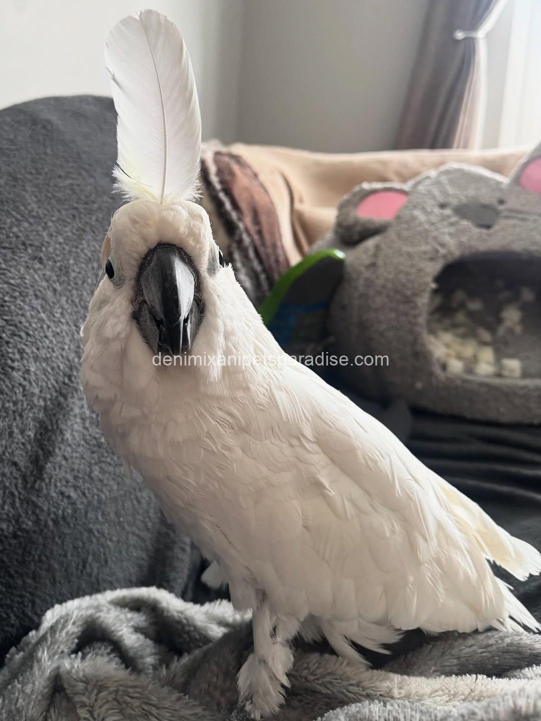 Beautiful cockatoo parrot Baby 7 Beautiful cockatoo parrot Baby - Image 7