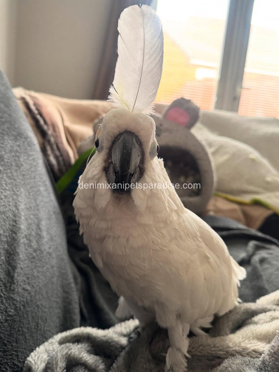 Beautiful cockatoo parrot Baby 5 Beautiful cockatoo parrot Baby - Image 5