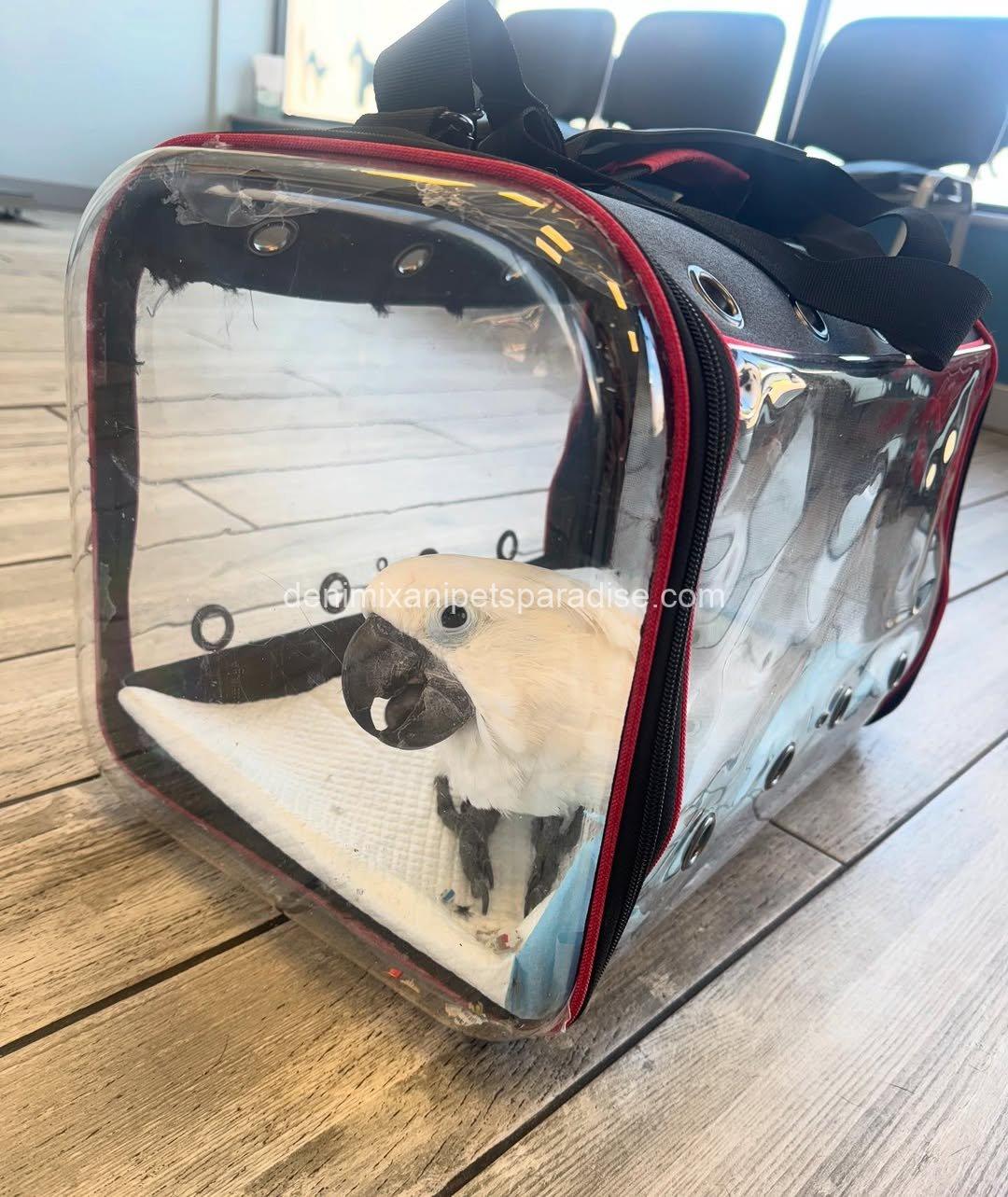 Beautiful cockatoo parrot Baby 3 Beautiful cockatoo parrot Baby - Image 3