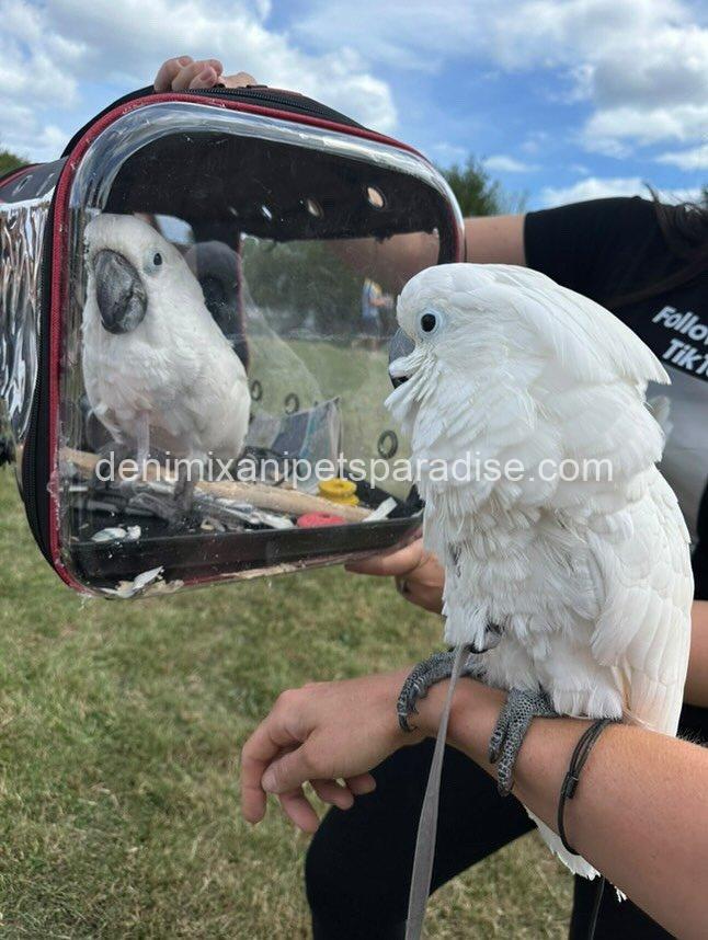 Beautiful cockatoo parrot Baby 2 Beautiful cockatoo parrot Baby - Image 2