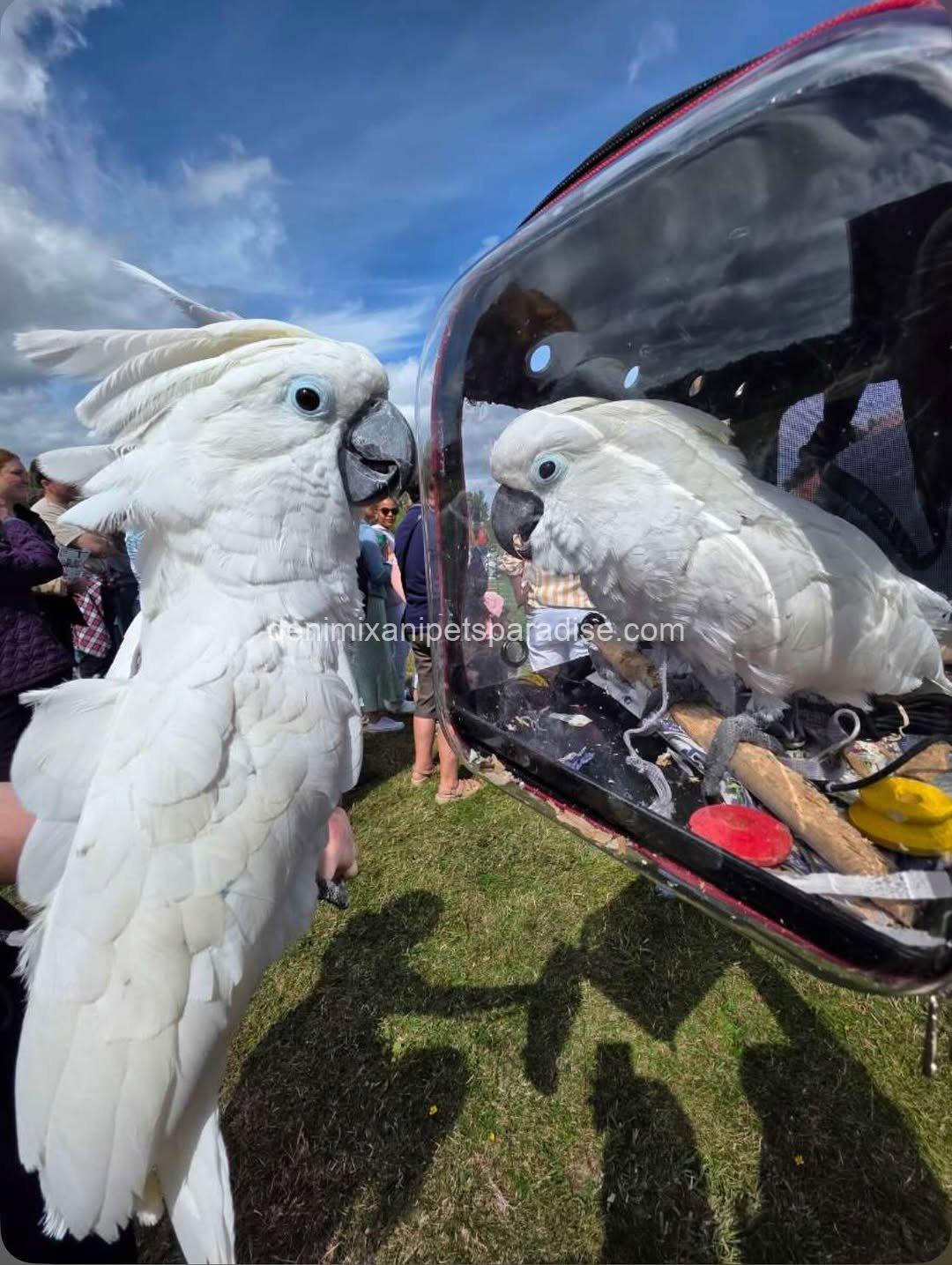 Beautiful cockatoo parrot Baby 1 Beautiful cockatoo parrot Baby