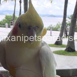 Lovely Metallica parrot Baby