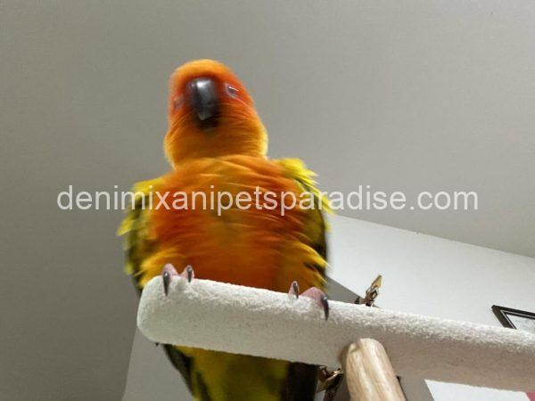 Adorable Baby Raptor Parrot - DENIMIX ANIPETS PARADISE