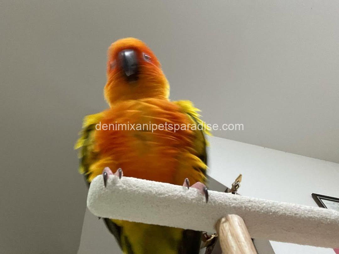 Adorable Baby Raptor parrot 8 Adorable Baby Raptor parrot - Image 8