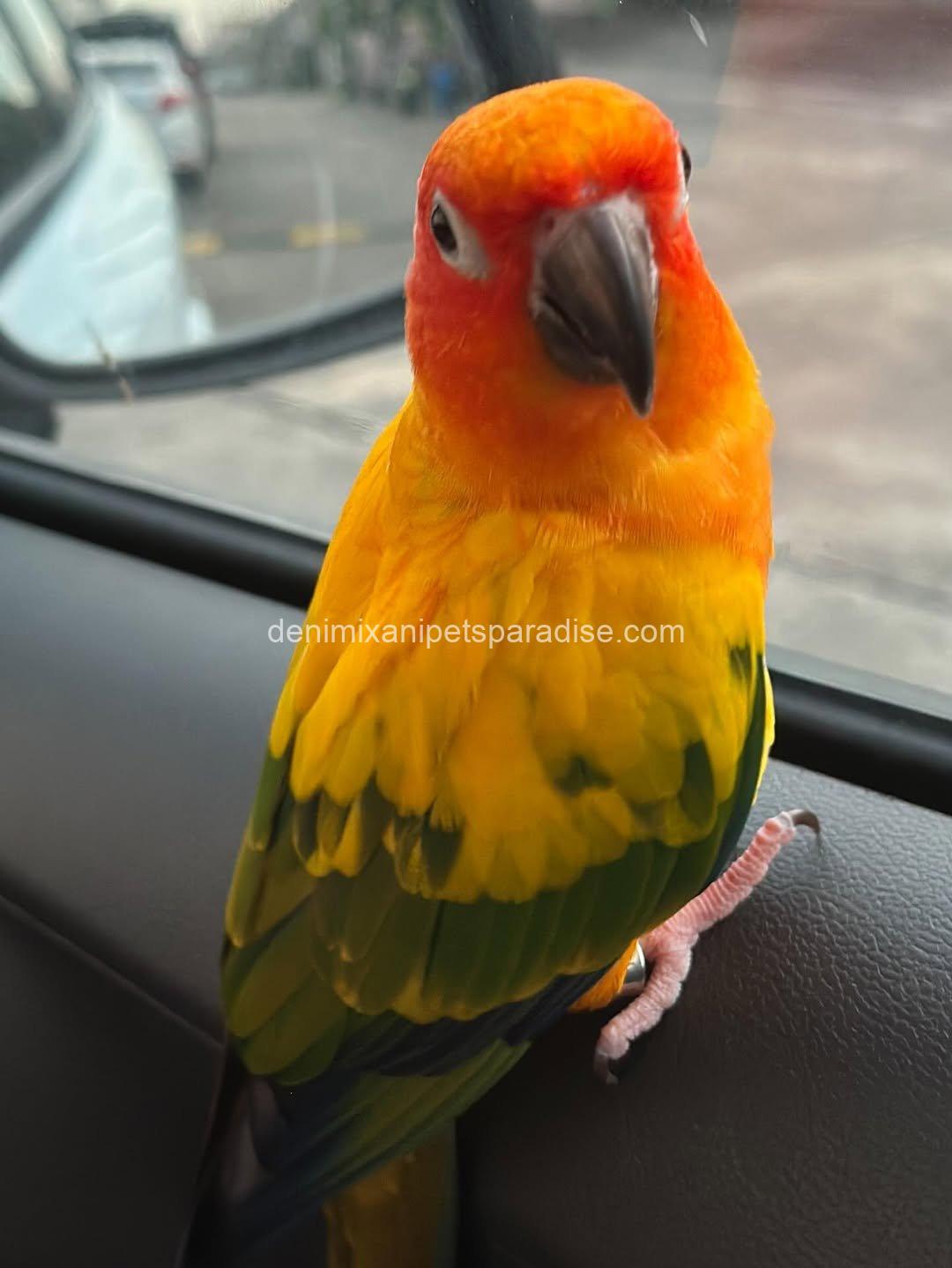 Adorable Baby Raptor parrot 6 Adorable Baby Raptor parrot - Image 6