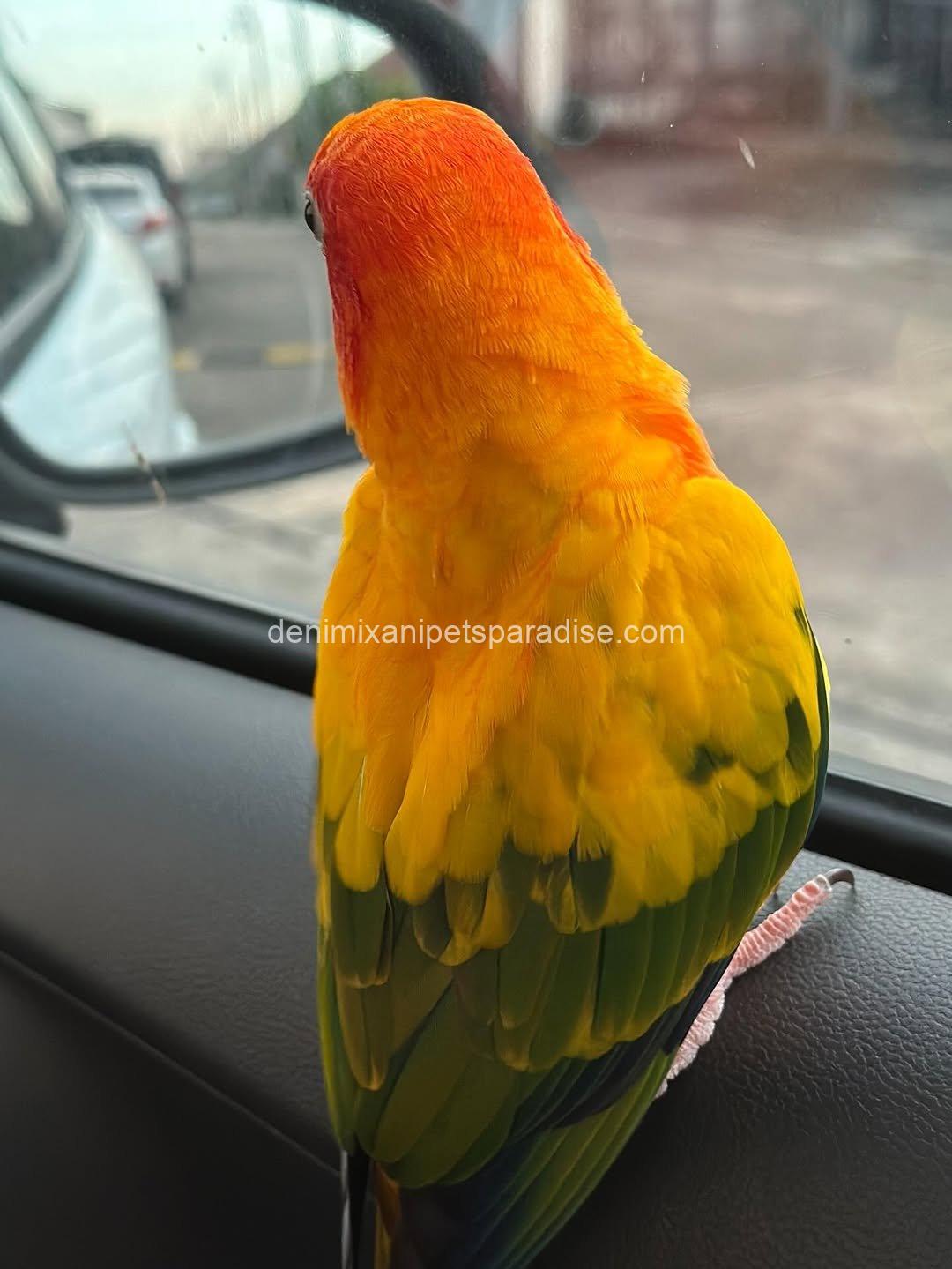 Adorable Baby Raptor parrot 7 Adorable Baby Raptor parrot - Image 7