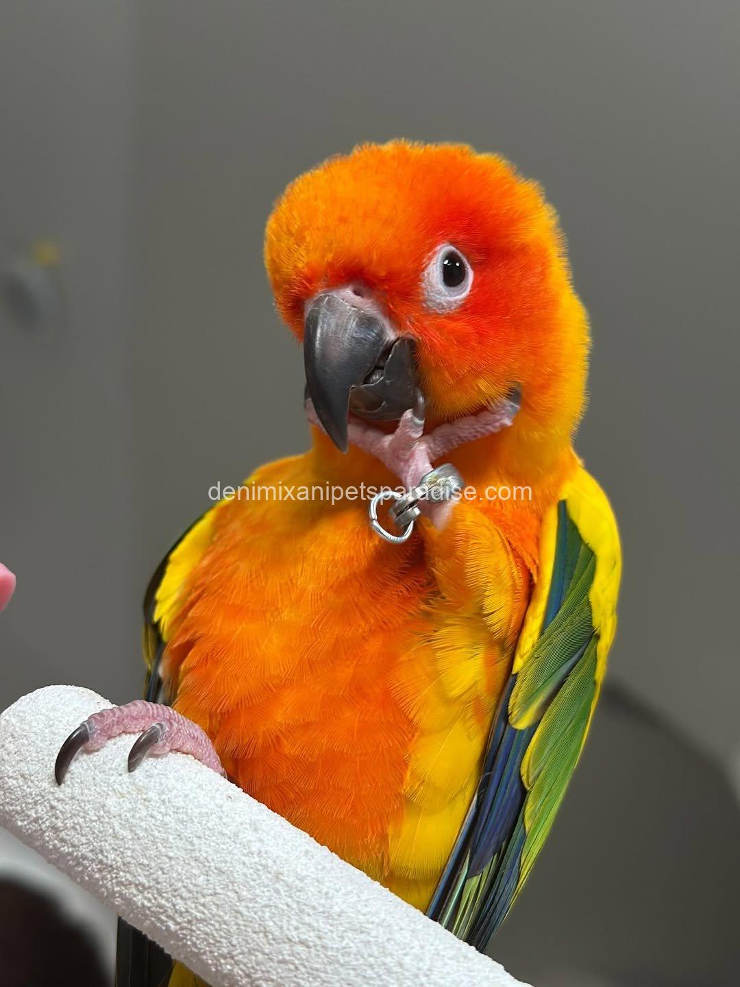 Adorable Baby Raptor parrot 4 Adorable Baby Raptor parrot - Image 4