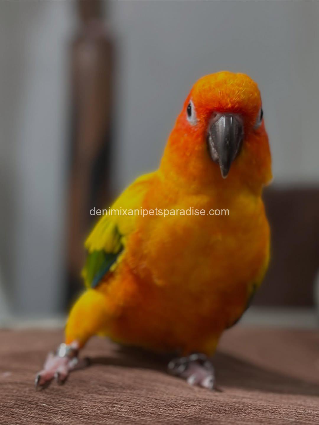 Adorable Baby Raptor parrot 5 Adorable Baby Raptor parrot - Image 5