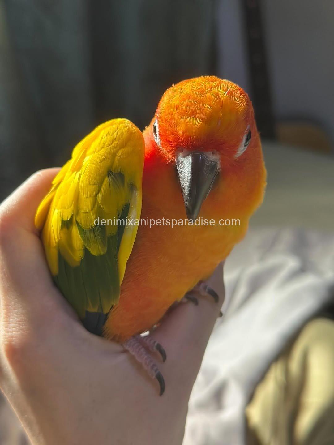 Adorable Baby Raptor parrot 3 Adorable Baby Raptor parrot - Image 3