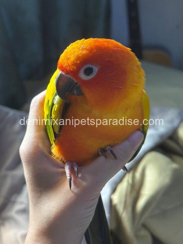 Adorable Baby Raptor Parrot - DENIMIX ANIPETS PARADISE