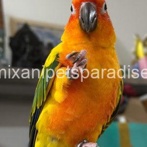 Adorable Baby Raptor parrot