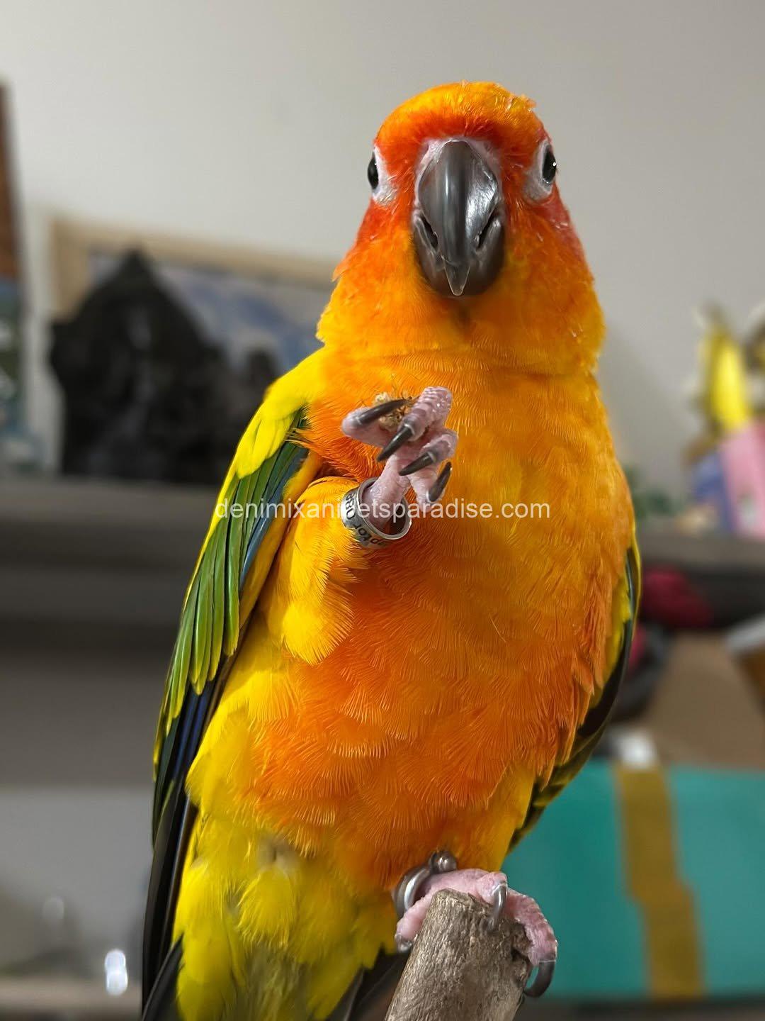 Adorable Baby Raptor parrot 1 Adorable Baby Raptor parrot