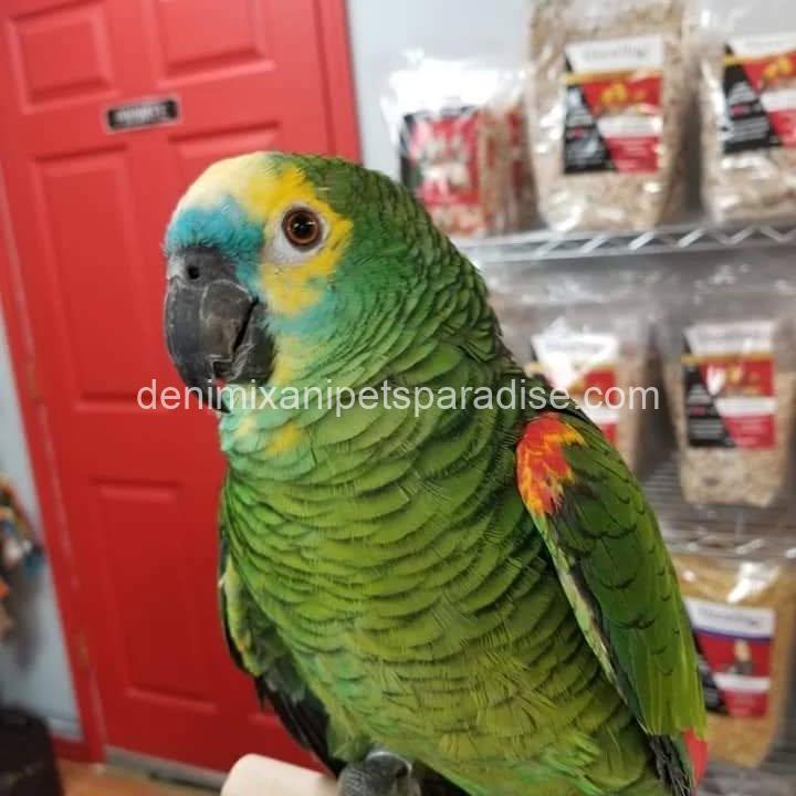 Blue Fronted Amazon parrot Baby 3 Blue Fronted Amazon parrot Baby - Image 3