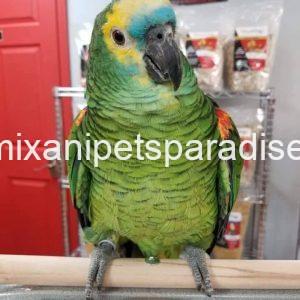 Blue Fronted Amazon parrot Baby