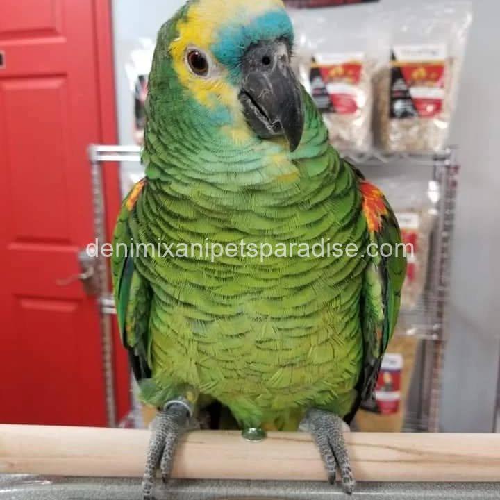 Blue Fronted Amazon parrot Baby 1 Blue Fronted Amazon parrot Baby