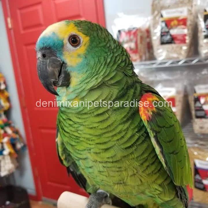 Blue Fronted Amazon parrot Baby 6 Blue Fronted Amazon parrot Baby - Image 6