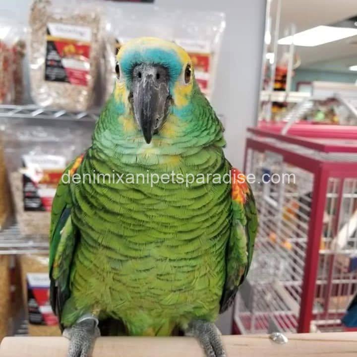 Blue Fronted Amazon parrot Baby 5 Blue Fronted Amazon parrot Baby - Image 5