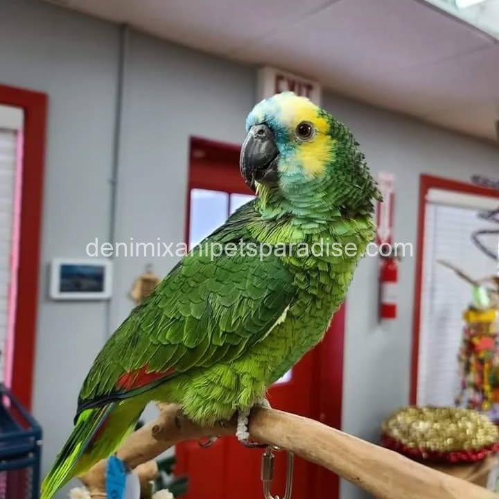 Blue Fronted Amazon parrot Baby 7 Blue Fronted Amazon parrot Baby - Image 7