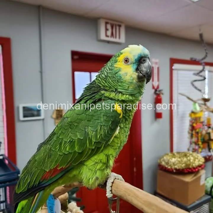 Blue Fronted Amazon parrot Baby 4 Blue Fronted Amazon parrot Baby - Image 4