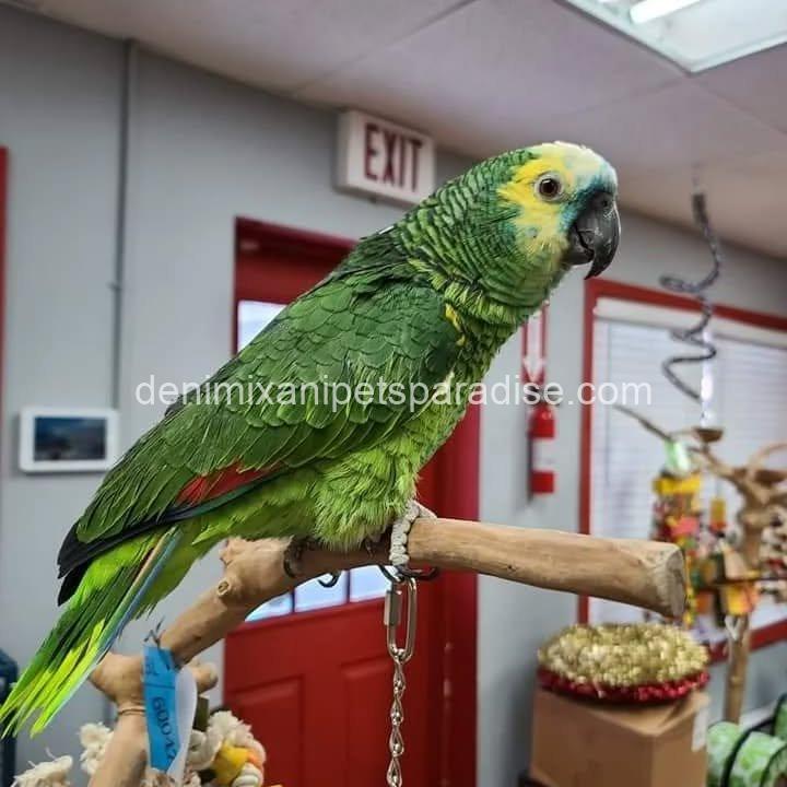 Blue Fronted Amazon parrot Baby 8 Blue Fronted Amazon parrot Baby - Image 8