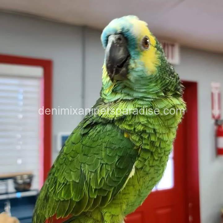 Blue Fronted Amazon parrot Baby 2 Blue Fronted Amazon parrot Baby - Image 2