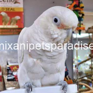 Lovely Goffin cockatoo parrot Baby