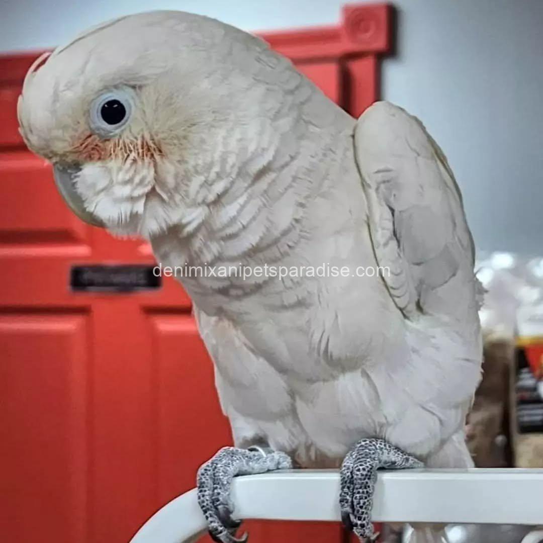Lovely Goffin cockatoo parrot Baby 3 Lovely Goffin cockatoo parrot Baby - Image 3