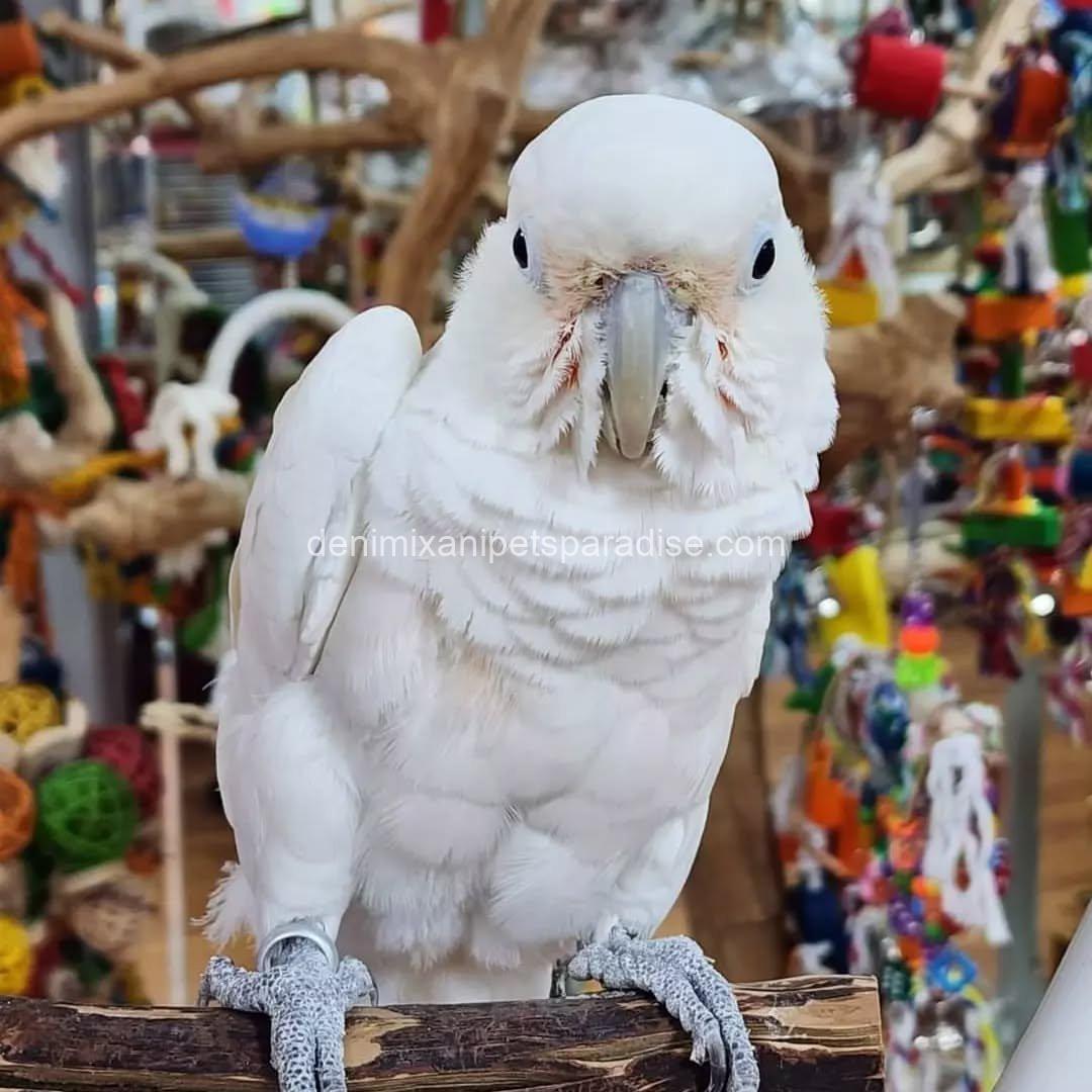 Lovely Goffin cockatoo parrot Baby 5 Lovely Goffin cockatoo parrot Baby - Image 5