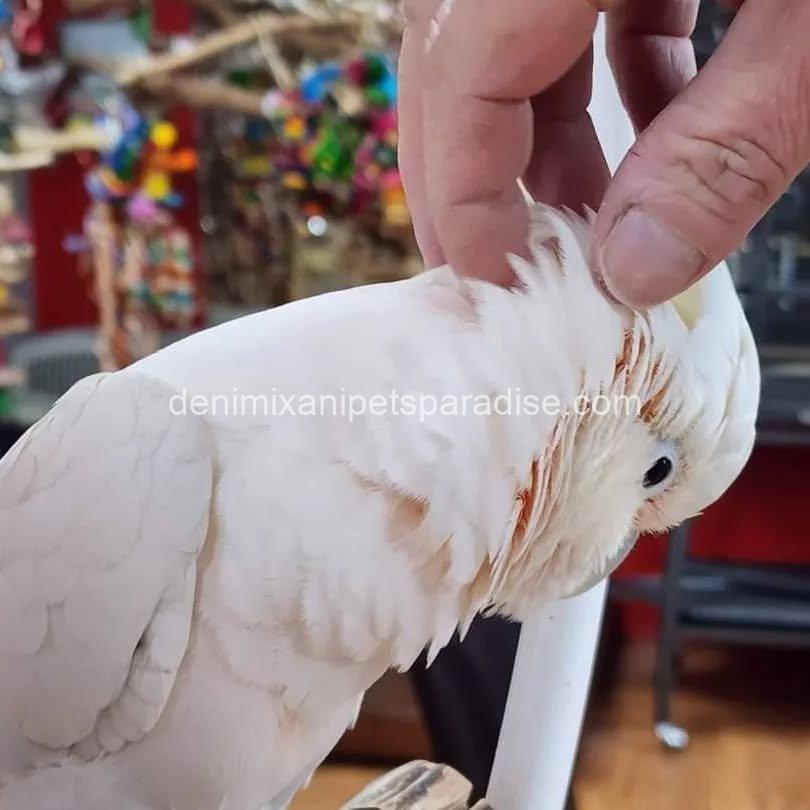 Lovely Goffin cockatoo parrot Baby 4 Lovely Goffin cockatoo parrot Baby - Image 4