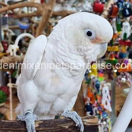 Lovely Goffin cockatoo parrot Baby 6 Lovely Goffin cockatoo parrot Baby - Image 6