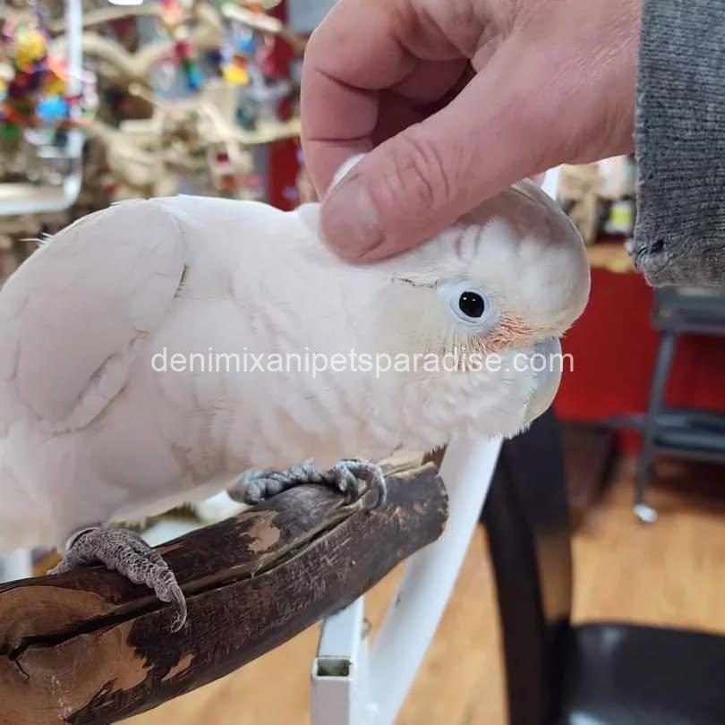 Lovely Goffin cockatoo parrot Baby 2 Lovely Goffin cockatoo parrot Baby - Image 2