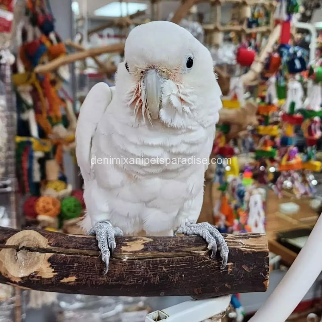 Lovely Goffin cockatoo parrot Baby 7 Lovely Goffin cockatoo parrot Baby - Image 7